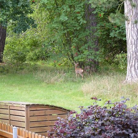 Ferienwohnung Im Wald Mit Kamin Bad Harzburg Εξωτερικό φωτογραφία