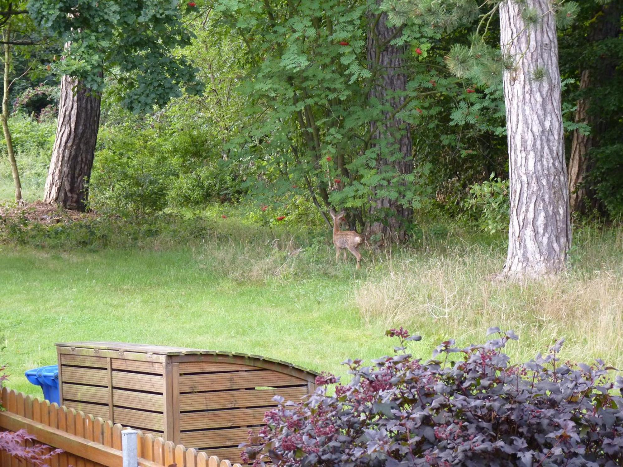 Ferienwohnung Im Wald Mit Kamin Bad Harzburg Εξωτερικό φωτογραφία